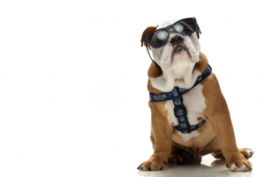 Bulldog in sunglasses with Butler harness