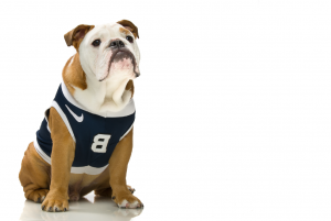 bulldog in blue and white jersey with large B on it